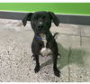 adoptable Dog in  named Max