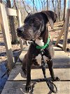 adoptable Dog in greensboro, NC named Max
