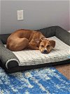 adoptable Dog in greensboro, NC named Skye