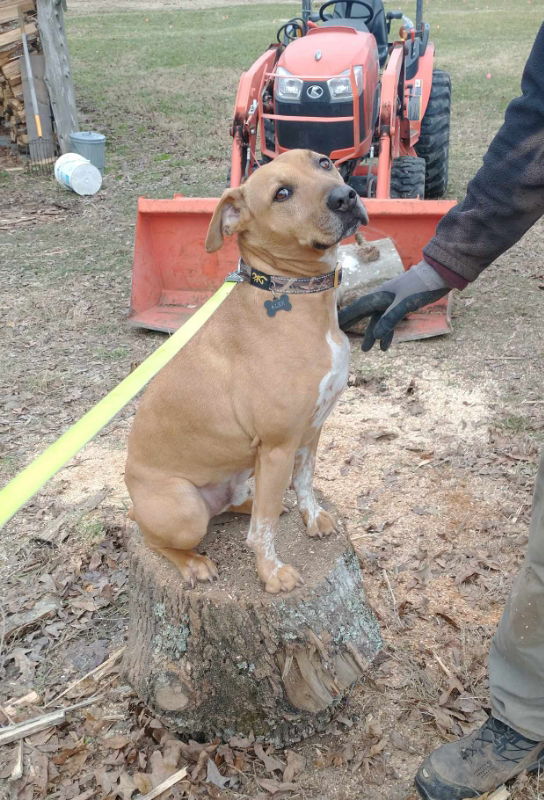 adoptable Dog in Greensboro, NC named Alex the Great