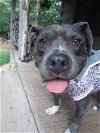 adoptable Dog in greensboro, NC named Pattie