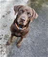 adoptable Dog in greensboro, NC named Cooper Duke