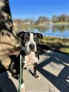 adoptable Dog in greensboro, NC named Sassy