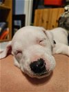 adoptable Dog in greensboro, NC named Zero