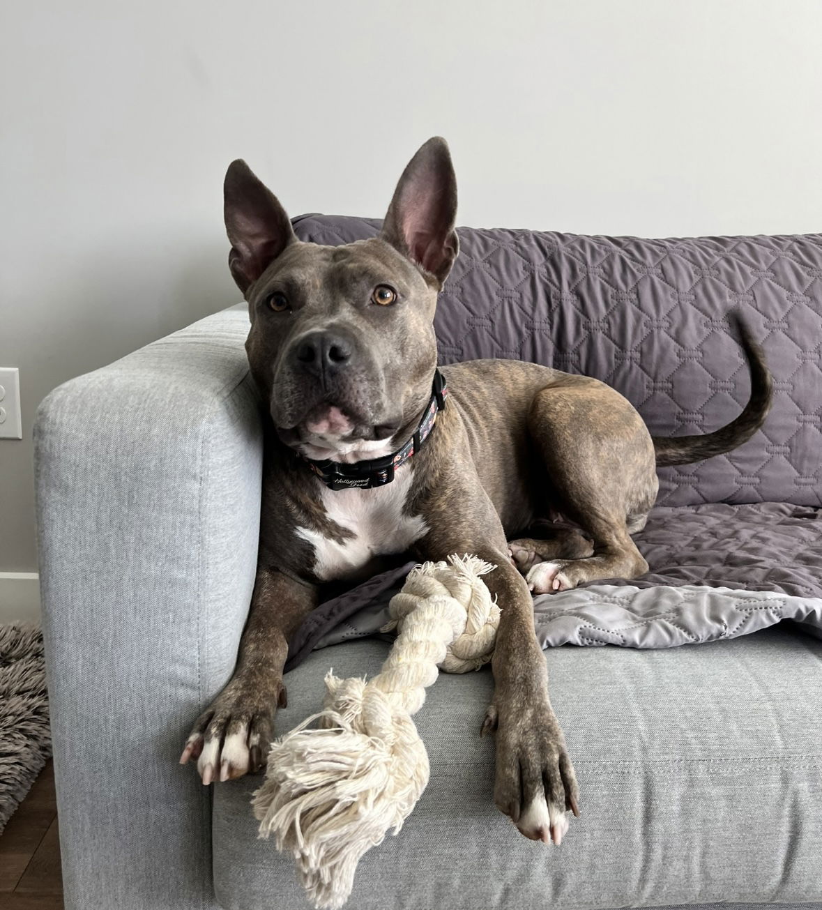 adoptable Dog in Greensboro, NC named Elsie