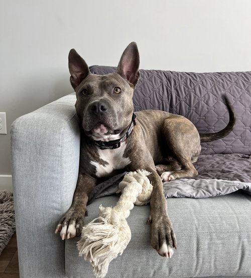 picture of the dog needing adoption