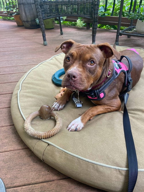 picture of the dog needing adoption