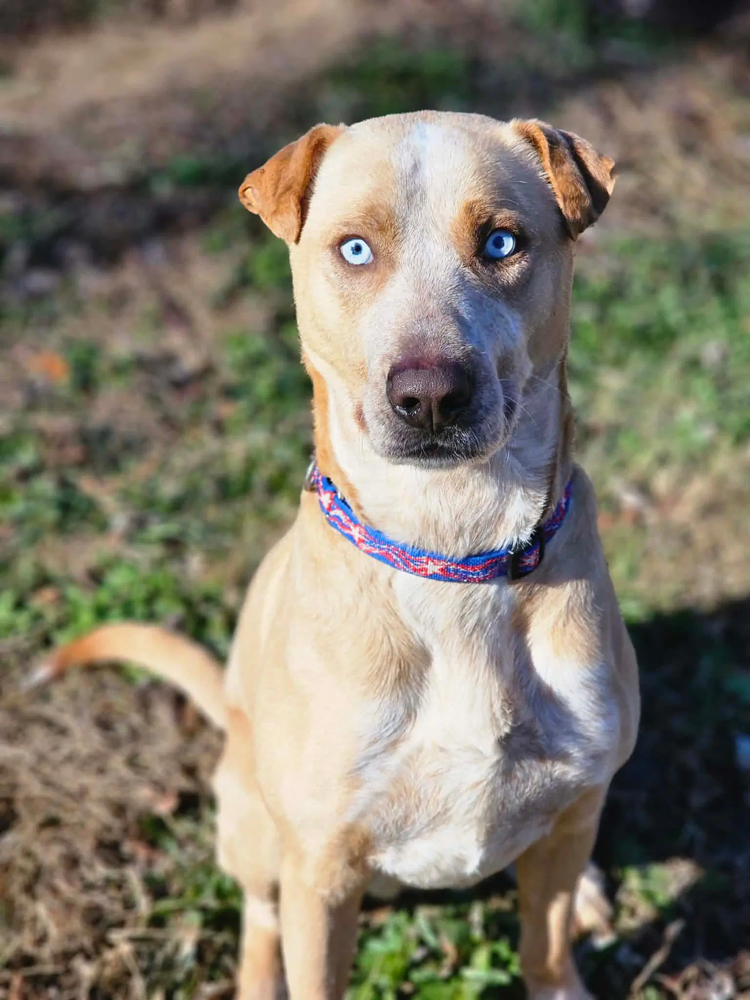 Spencer - Labrador Retriever