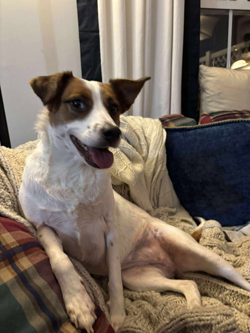 picture of the dog needing adoption
