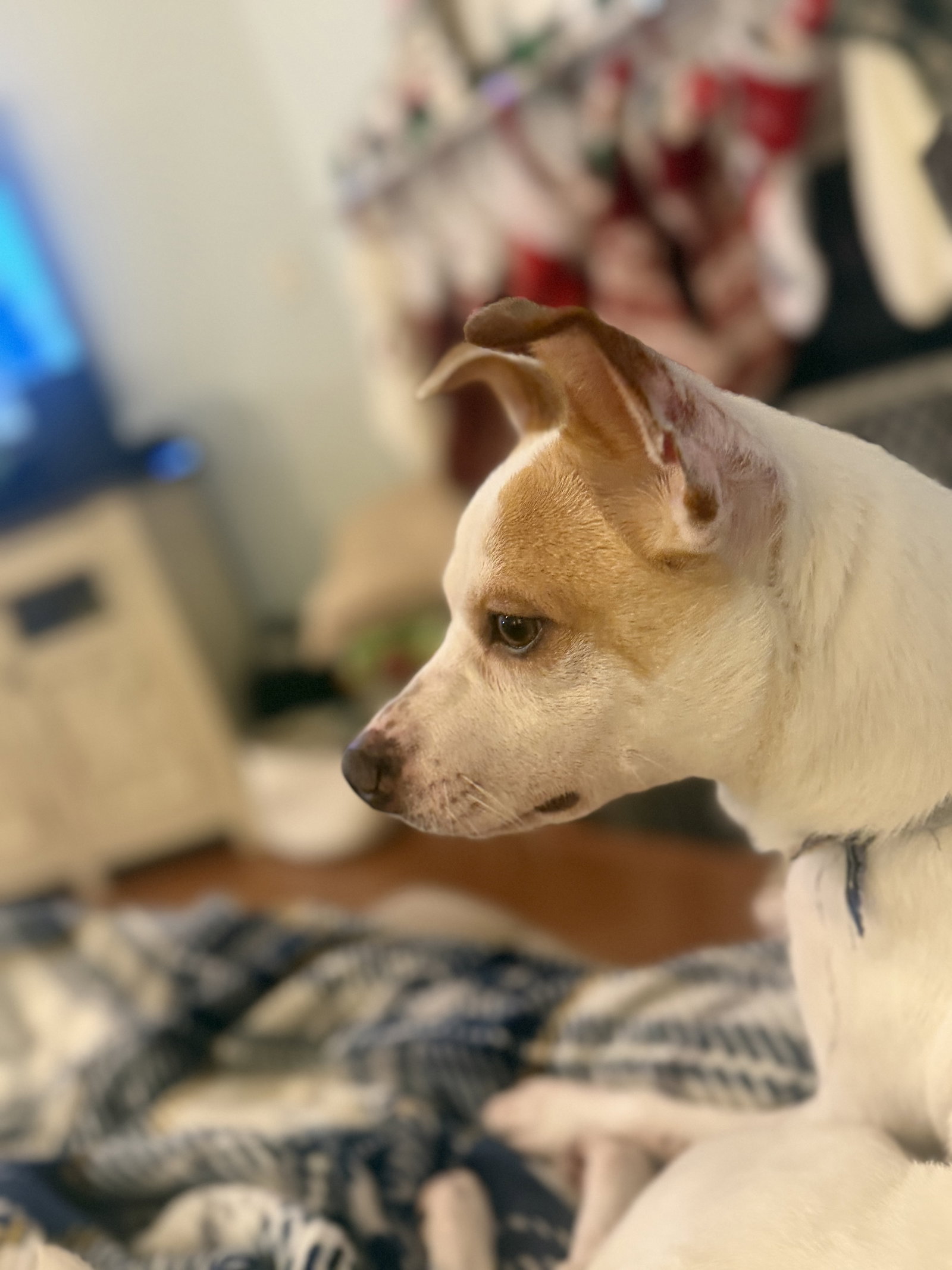 Milo