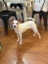 Milo - Photo 2