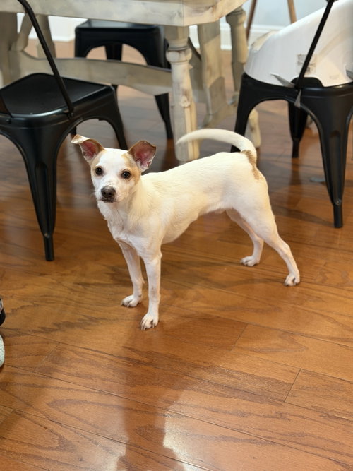MILO - Jack Russell Terrier / Chihuahua available for adoption
