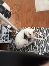 Milo - Photo 3