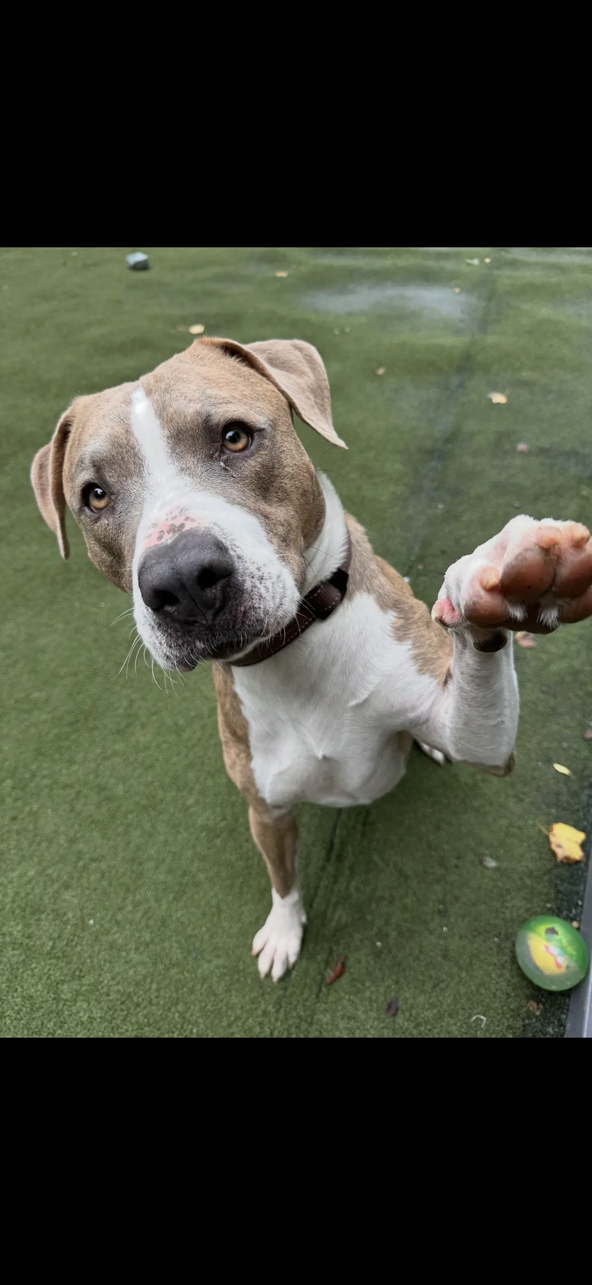 Dino - American Pit Bull Terrier