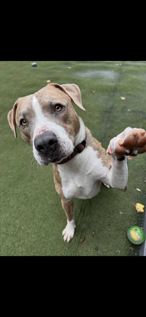 picture of the dog needing adoption