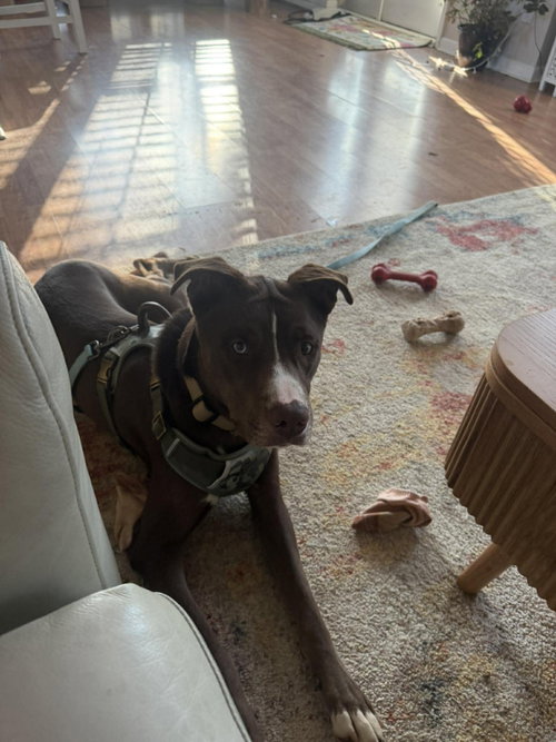 picture of the dog needing adoption