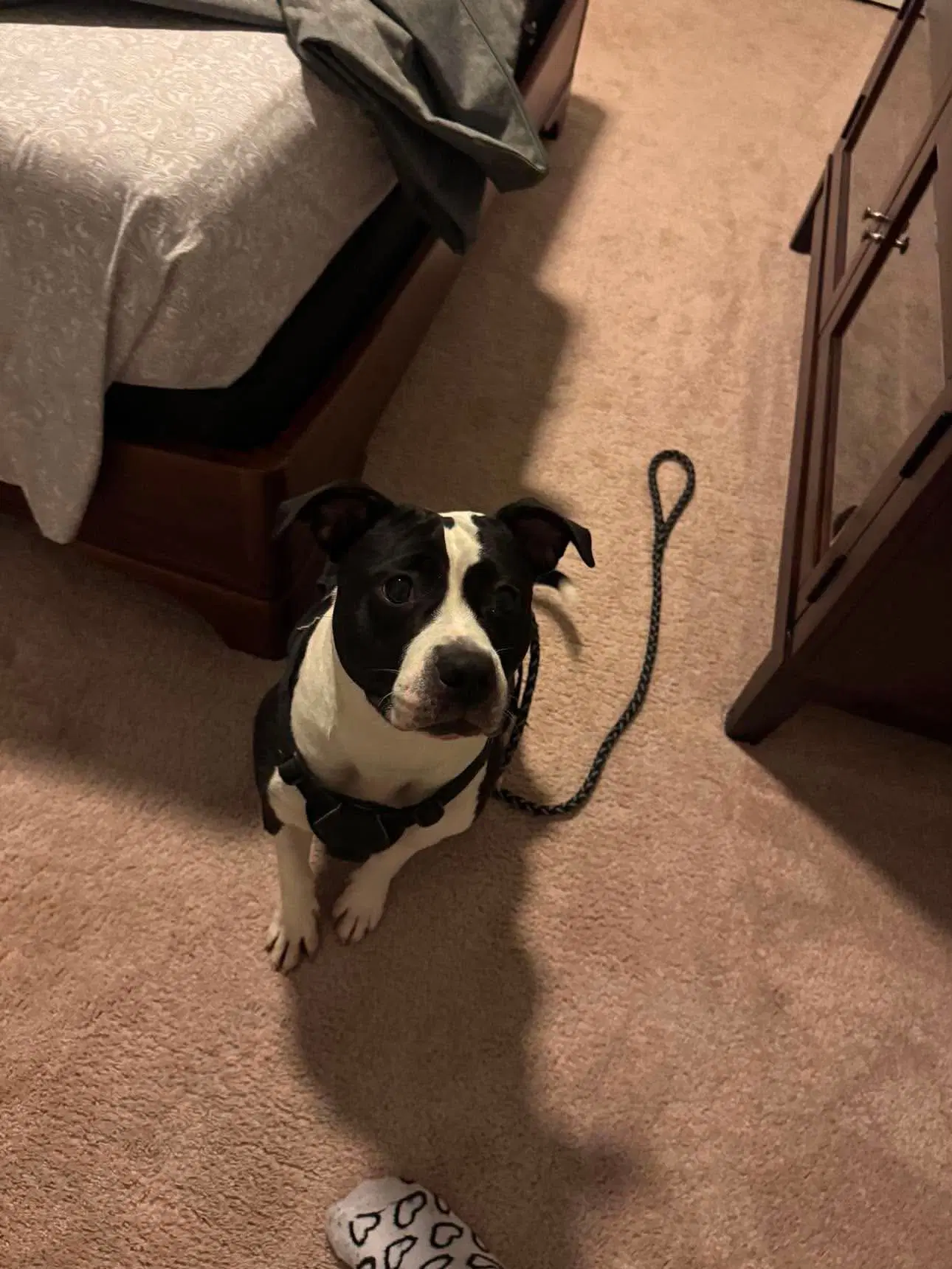 Echo - Terrier