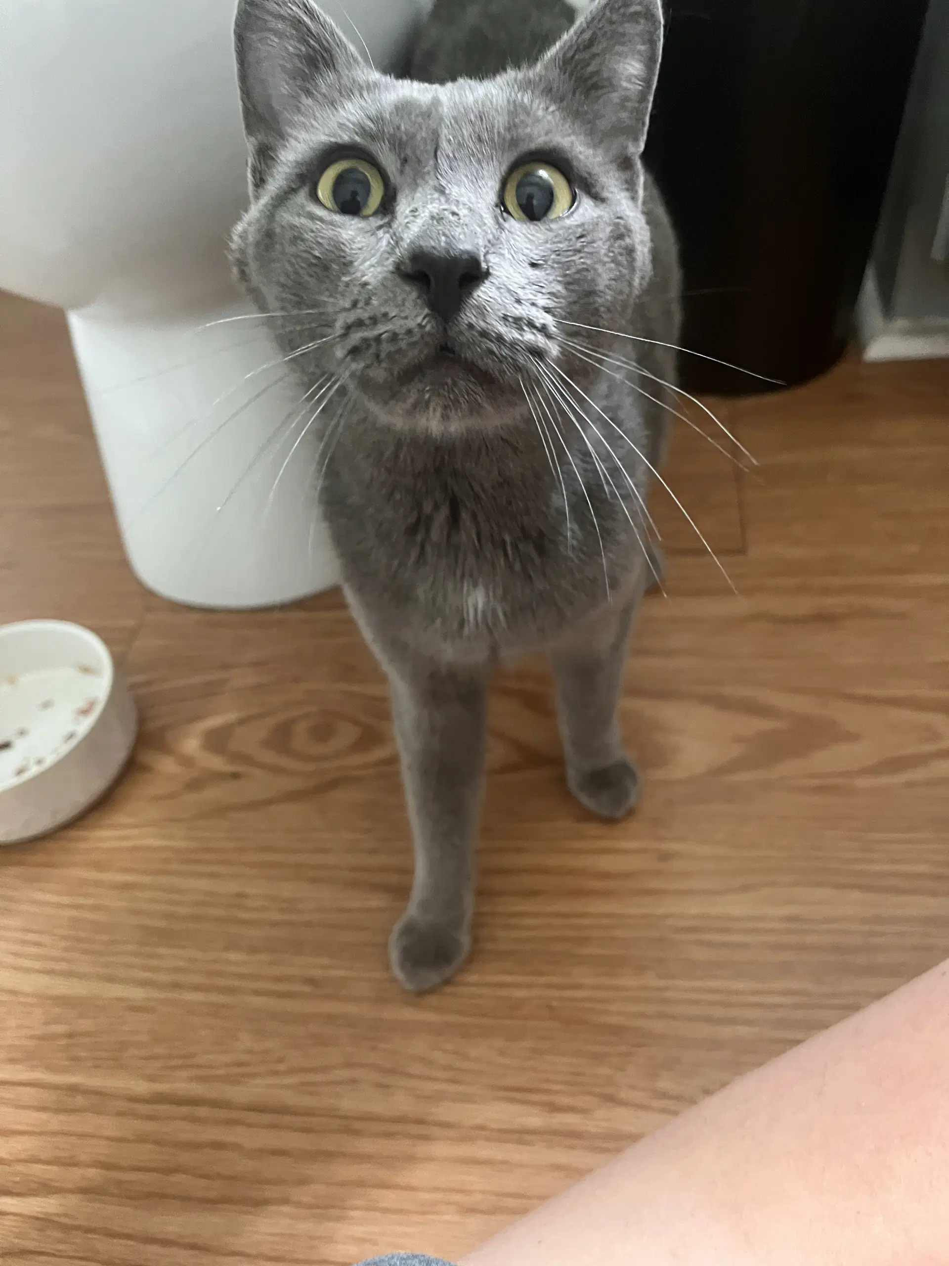 Joey Bottles - Domestic Medium Hair
