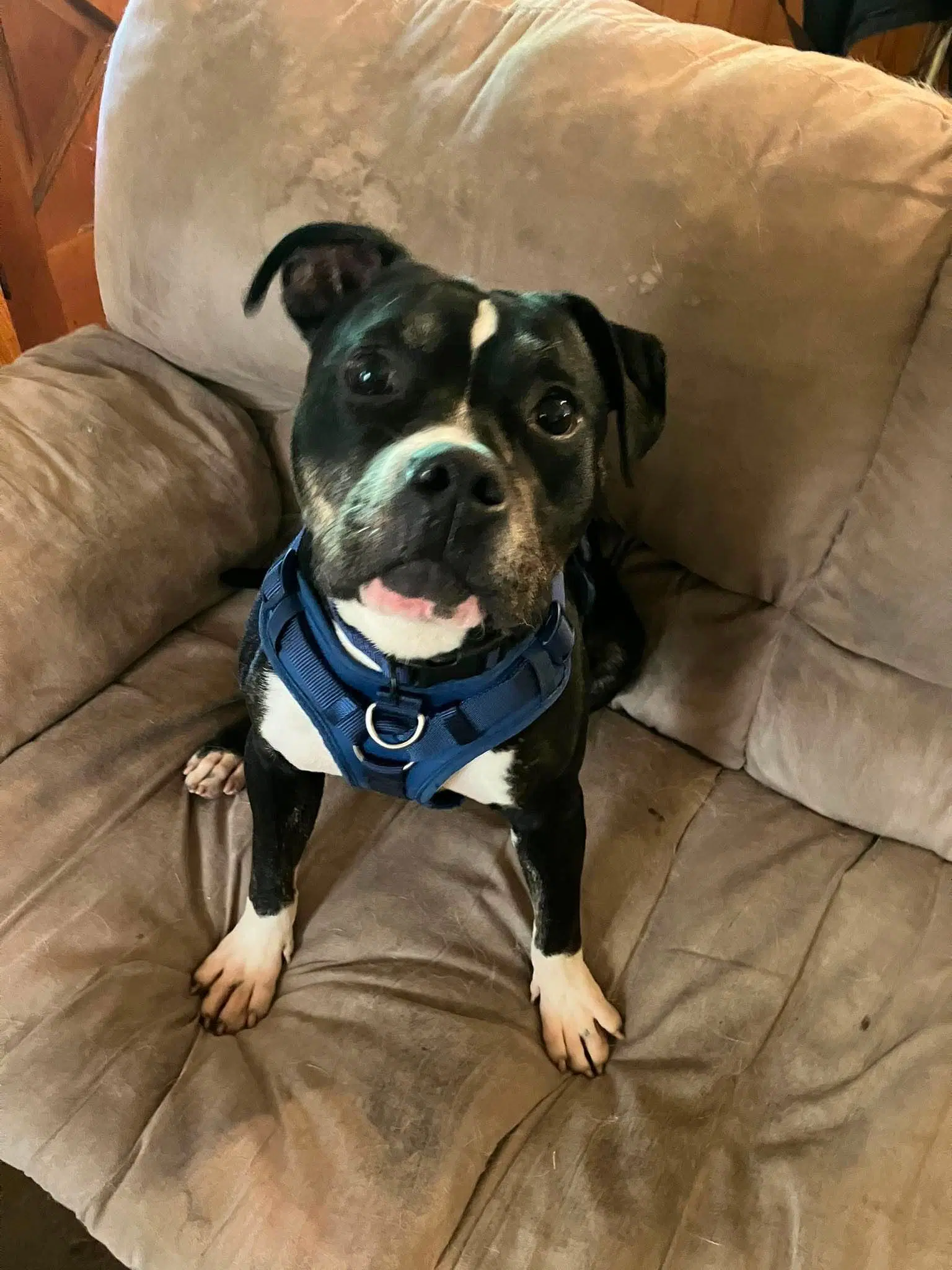 Bowser - Bully