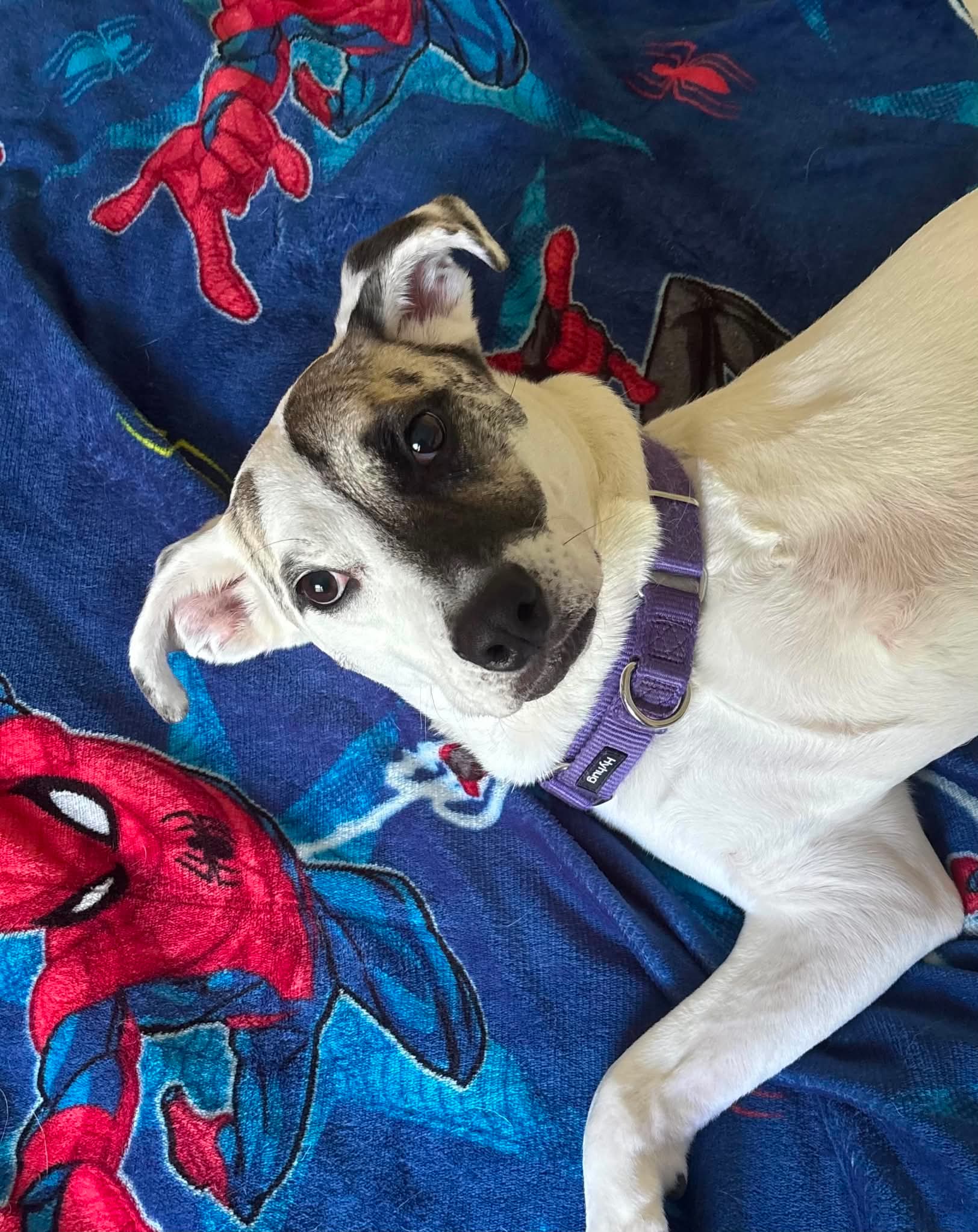 Maddison - Pit Bull Terrier