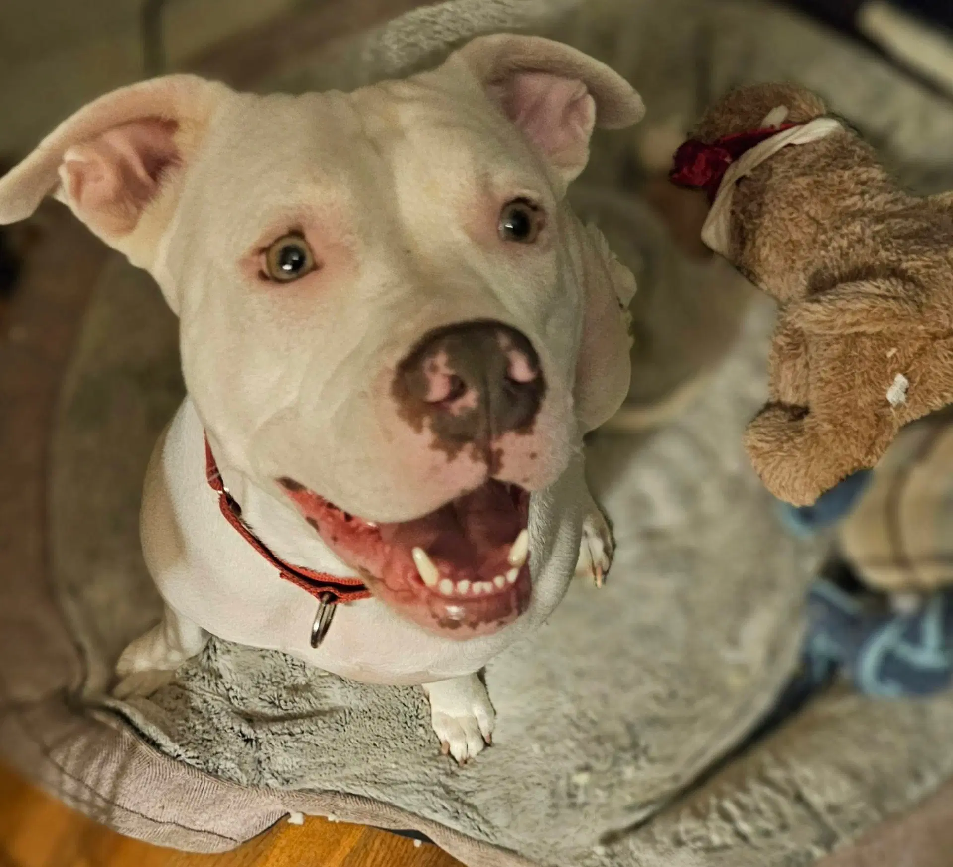 Baby - American Pit Bull Terrier