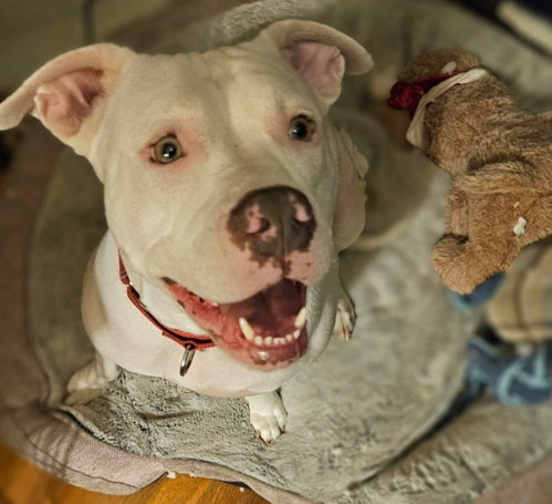 picture of the dog needing adoption