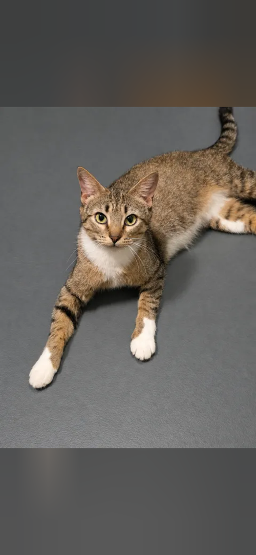 Hazel, a cat for adoption from Tails of the Unwanted