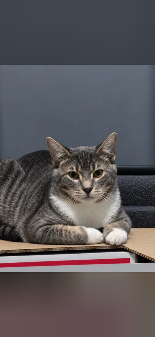 Ziggy, a cat for adoption from Tails of the Unwanted