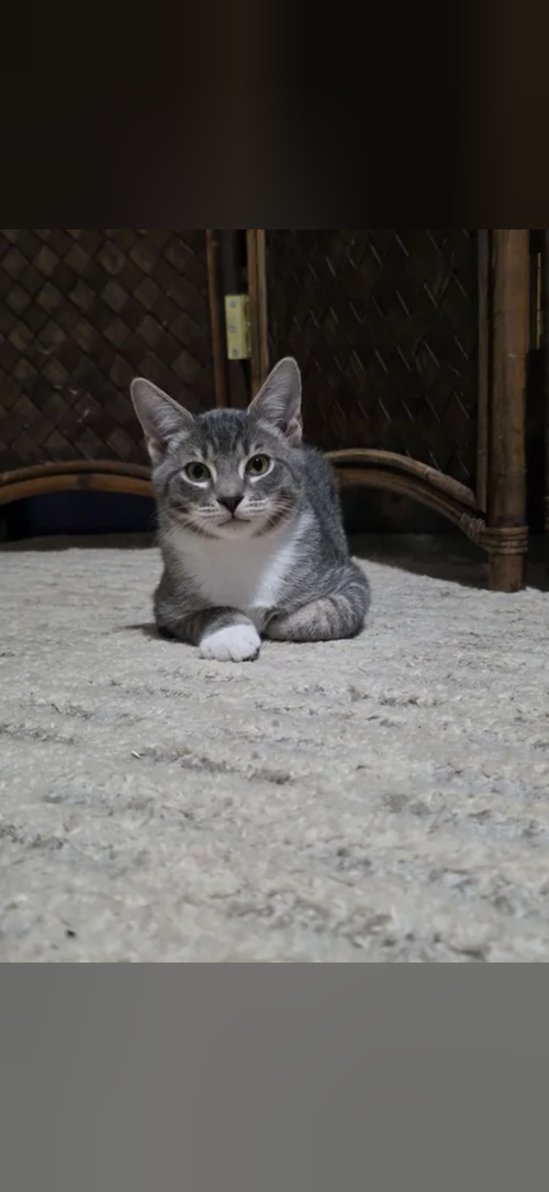 Photo 2 of Ziggy