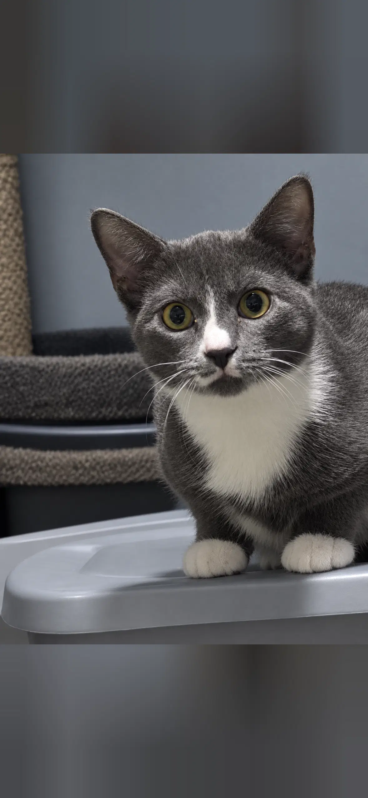 Luna - Domestic Short Hair
