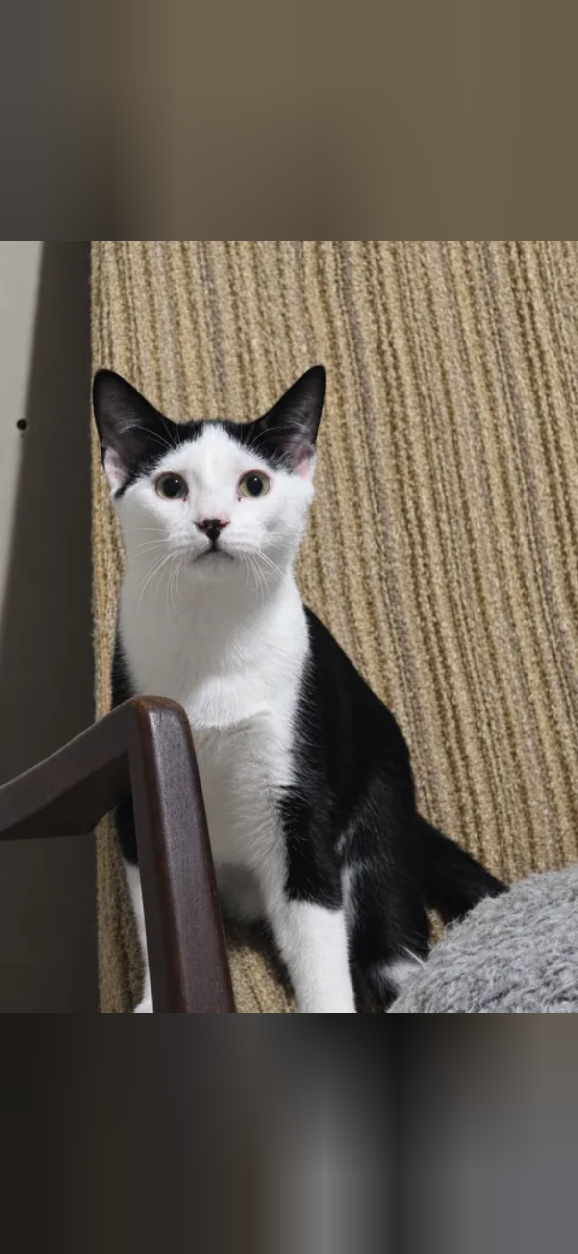 Kai, Domestic Short Hair