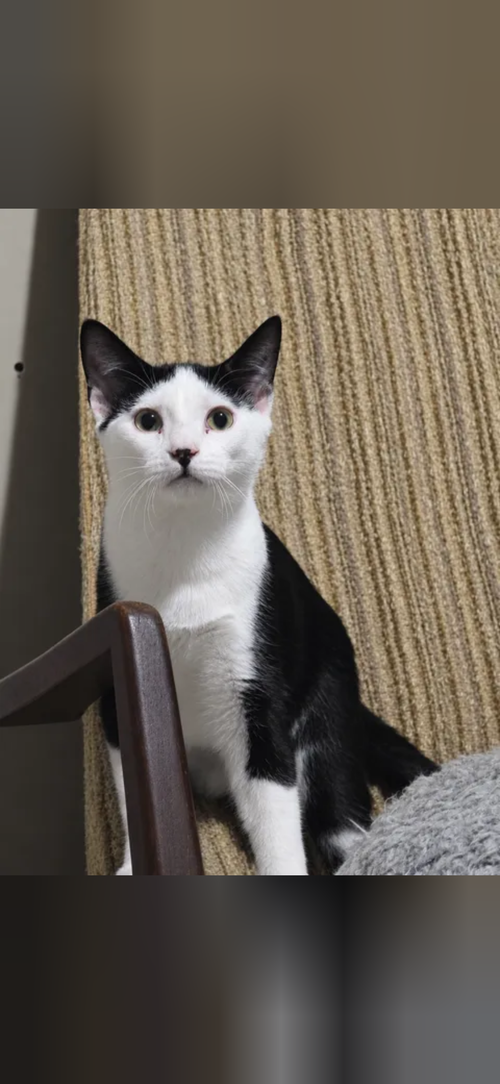 Kai, a cat for adoption from Tails of the Unwanted