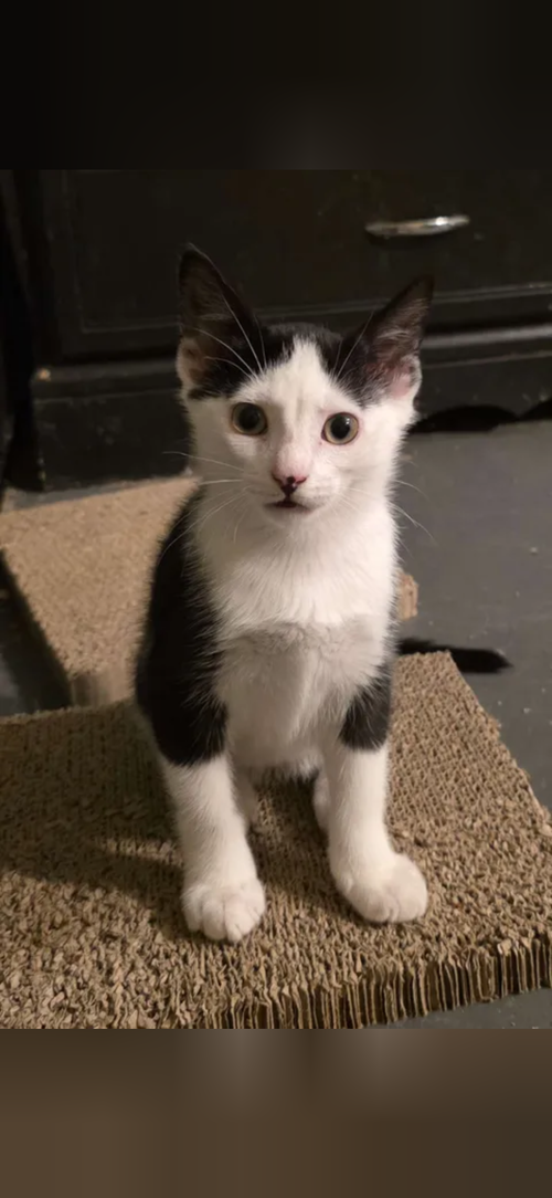 Photo 3 of Kai