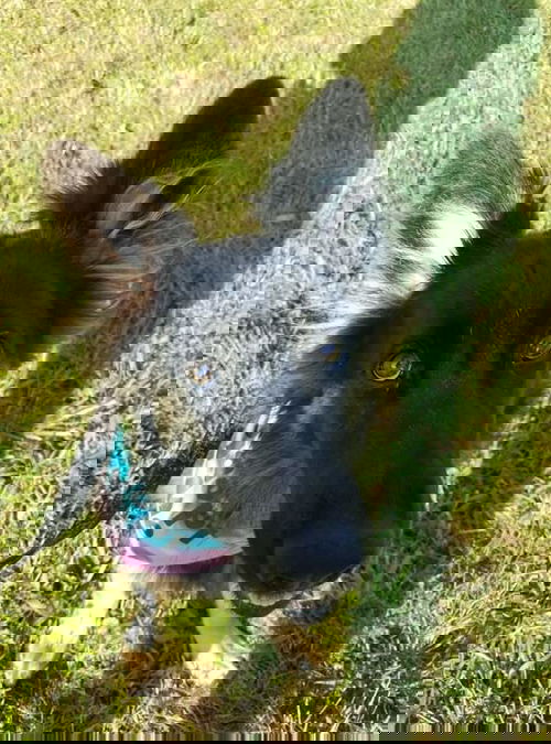 Valerina