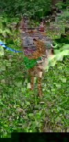Sniper