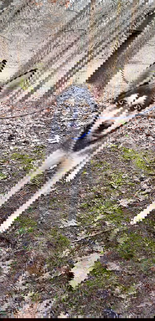 Veronica