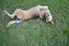 Scooby