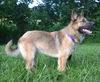 Gretchen