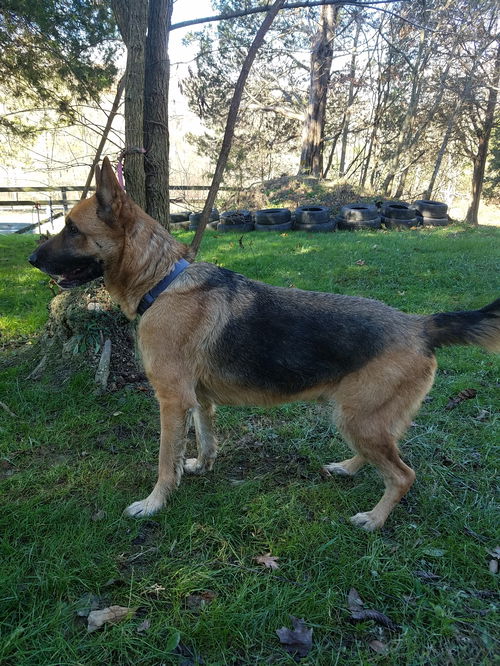 Sarge