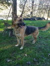 Sarge