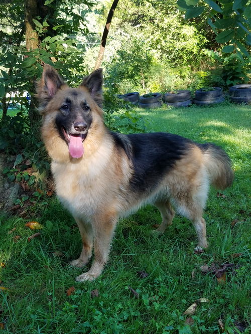 Mya