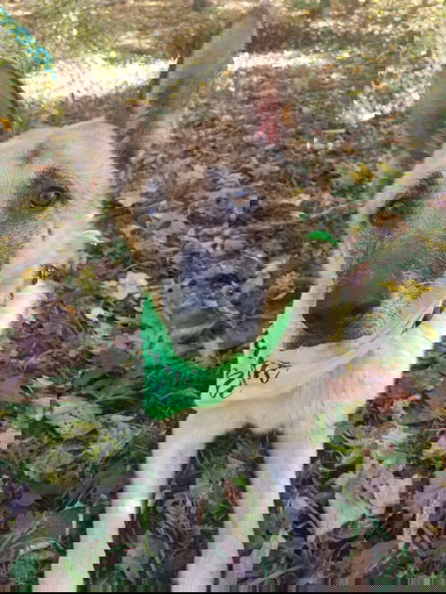 Smoke