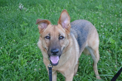 Scout
