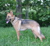 Scout
