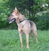Scout