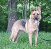 Scout