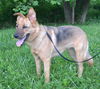Scout