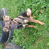 Remy