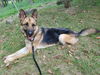 Sarge