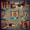 Sarge